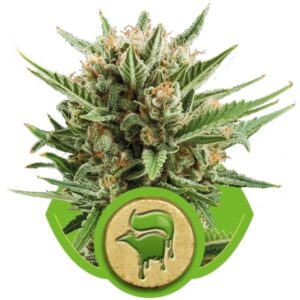 growmart-sweet-skunk-automatic