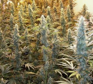 Royal Queen Seeds - SWEET SKUNK AUTOMATIC | Autoflowering cannabis seeds - Image 7