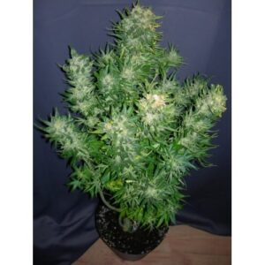 THUNDER BLOODY MARY seminka 3