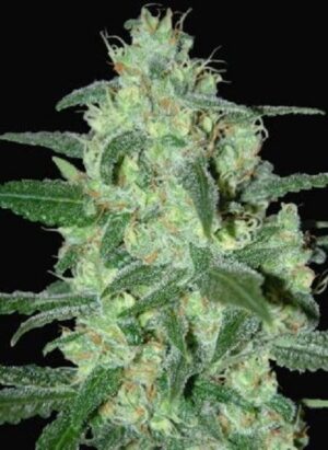 SamSara seeds - THUNDER BLOODY MARY ® | Autoflowering cannabis seeds - Image 5