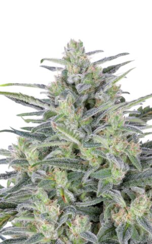 Velice výnosná semena travky Critical Lights