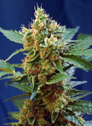 výborná tráva Cream Mandarine XL Auto