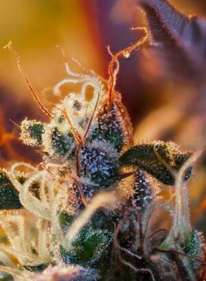 výborná tráva Cream Mandarine XL Auto