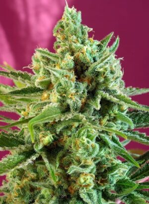 výborné léčivé konopí sad sweet afgani delicious cbd