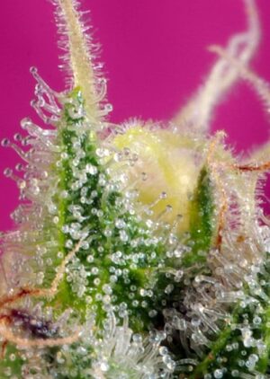 výborné léčivé konopí sad sweet afgani delicious cbd