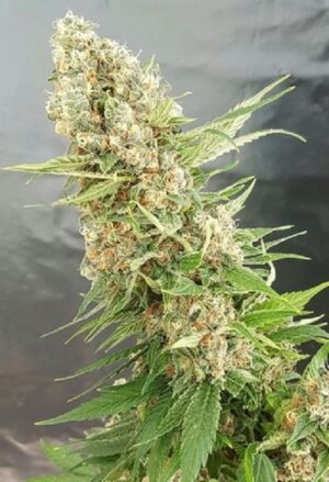 Vynikající semínka marihuany Critical Gorilla