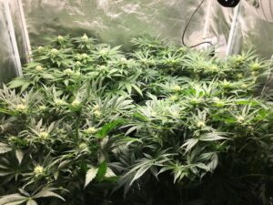 Vynikající semínka marihuany Critical Gorilla