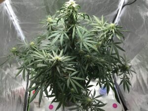 Výnosná semínka samokvetoucího konopí Auto Blueberry Domina