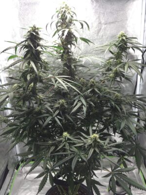 Výnosná semínka samokvetoucího konopí Auto Blueberry Domina