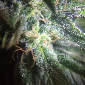 Výnosná semínka samokvetoucího konopí Auto Blueberry Domina