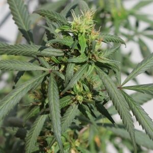 Vzácná semínka konopí - Hokkaido Japan Hemp