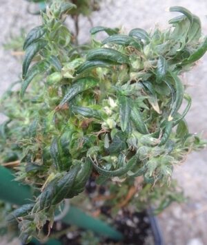 Vzácná semínka konopí - Hokkaido Japan Hemp