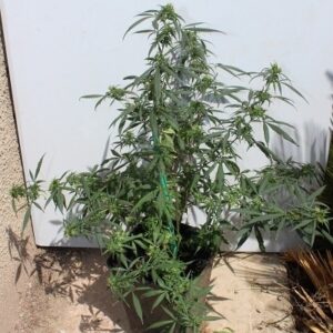 Vzácná semínka konopí - Hokkaido Japan Hemp