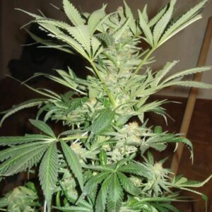 Nirvana Seeds - WHITE RHINO | Feminized cannabis seeds - Image 8