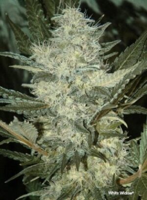 Dutch Passion - WHITE WIDOW | Feminized Cannabis Seeds - Image 5